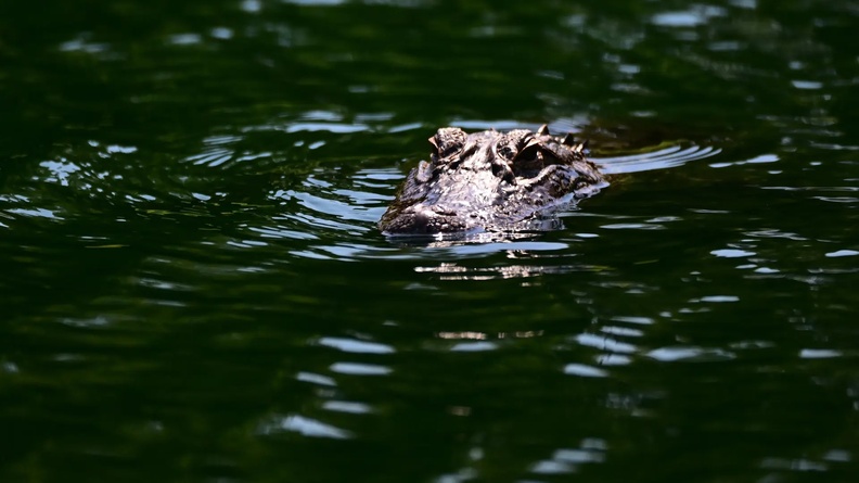 Alligator, Innisbrook Resort and Golf Club, Palm Harbour, Florida, USA